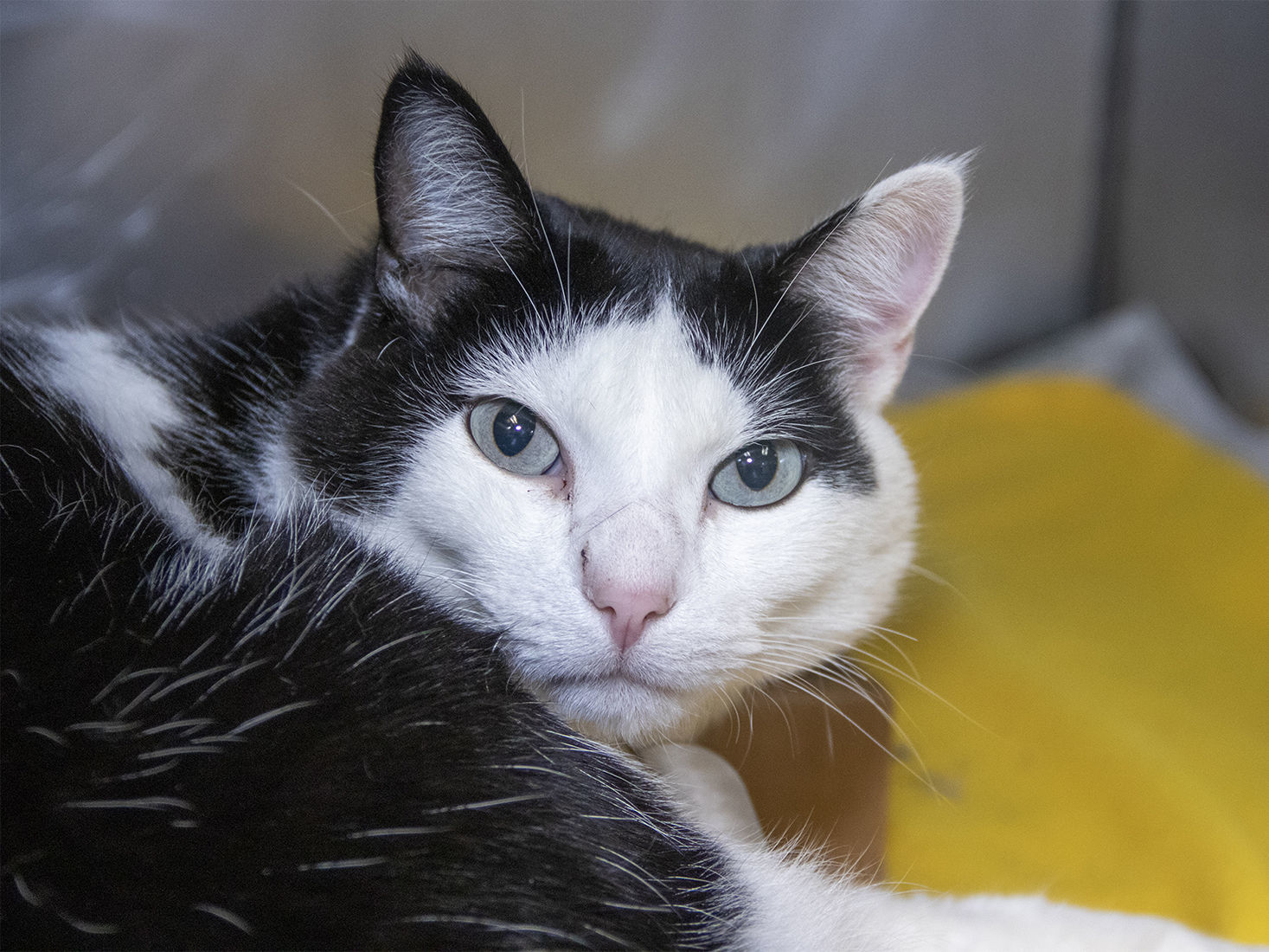 Last week's pet, still available: Mako